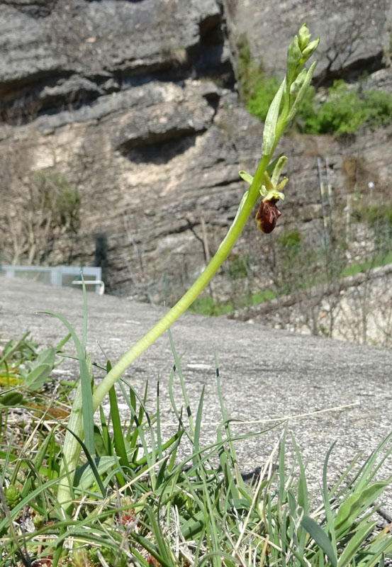 la mia prima..... Ophrys sphegodes